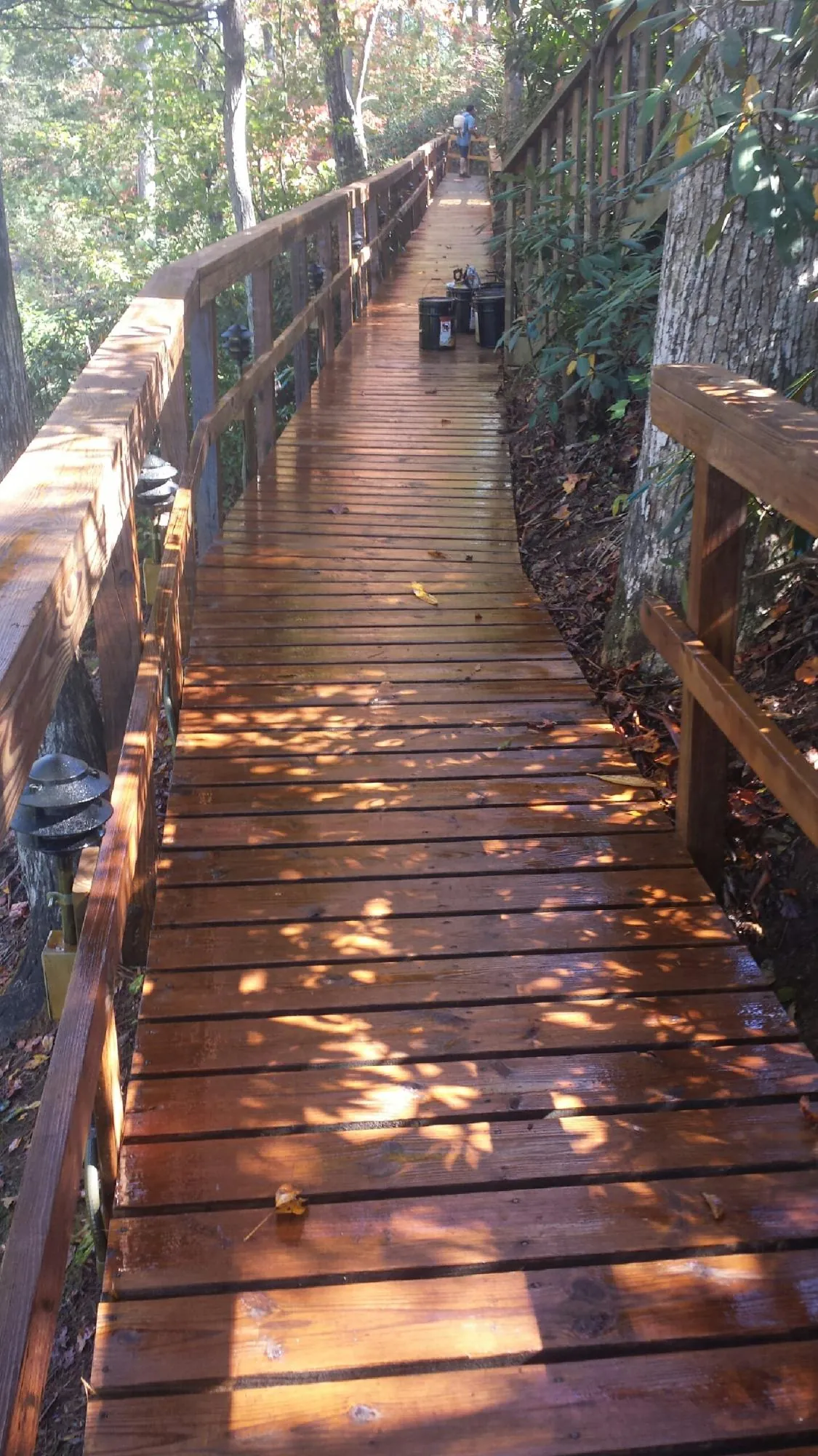 Freshly stained wood walkway winding through the woods in Walden